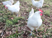 25+ Purebreeds to choose from - Hatching Eggs x6