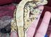 Extreme cream harlequin crested gecko
