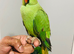 Beautiful hand tamed ringneck parrots for sale.