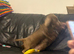 Miniature dachshund