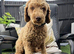 Genetic clear cockapoo puppies for sale