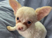 Chihuahua boy puppies