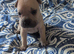 French pei 8 weeks old Puppy's for sale