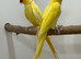 Yellow ringnecks