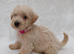 Westiepoo puppies