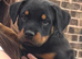 3/4rotty x prezla