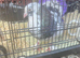 Big size fantails