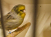 Beautiful gloster canaries