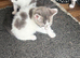 Looking for a forever home