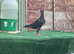 A pair,four months old. Carrier pigeon