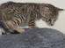 Adorable litter of Bengal kitties