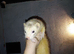 Ferrets for sale