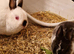 CUTE BUNNY AHEAD