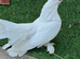 Indian fantail very nice white female