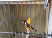 Goldfinch and canary