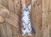 Pure Maine Coon Kittens