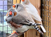 Australian finches for sale