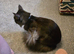Main coon