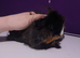2 female guinea pigs and a cage &pound;70