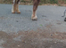 Chestnut filly