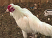Shamo cockerel