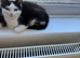 3 little kittens