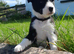 Looking for forever homes