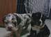 New English Bulldogs puppies