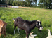 Stud alpine goat for rent or swap