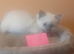 Ragdoll blue point kittens