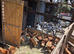 Eggs  laying hens available