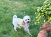 Korean Maltipoo puppies available