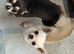 Ultimate micro tiny apple head chihuahua
