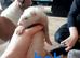 13 baby ferrets