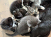 5 cross breed kittens