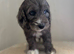 Stunning Cockapoo Puppy’s - Ready Now!