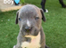 Cane corso cross pups