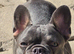 girl Frenchy for sale