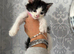 Ragdoll x domestic shorthair