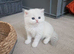 British Longhair & Shorthair