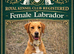 Miniature F1 labradoodle
