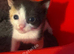 2 kittens