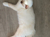 TICA REGISTERED Ragdoll Cats