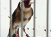 2024 singing goldfinch
