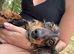 Dachshund x Jack Russell