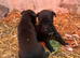 Stunning Lurcher puppies