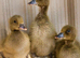 Khaki Campbell Ducklings