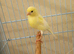 One female Canary