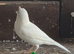 Canaries