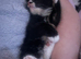 2 kitten left